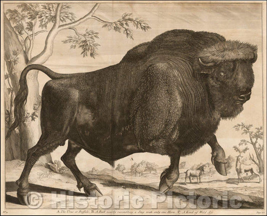Historic Map - The American Buffalo,The Urus B. A Bull nearly resembling a Stag with only one Horn, 1753, Anonymous - Vintage Wall Art