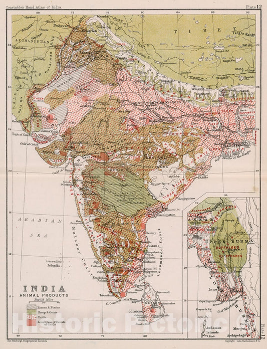 Historic Map : India : Aniimal products. Plate 12, 1893, Vintage Wall Decor