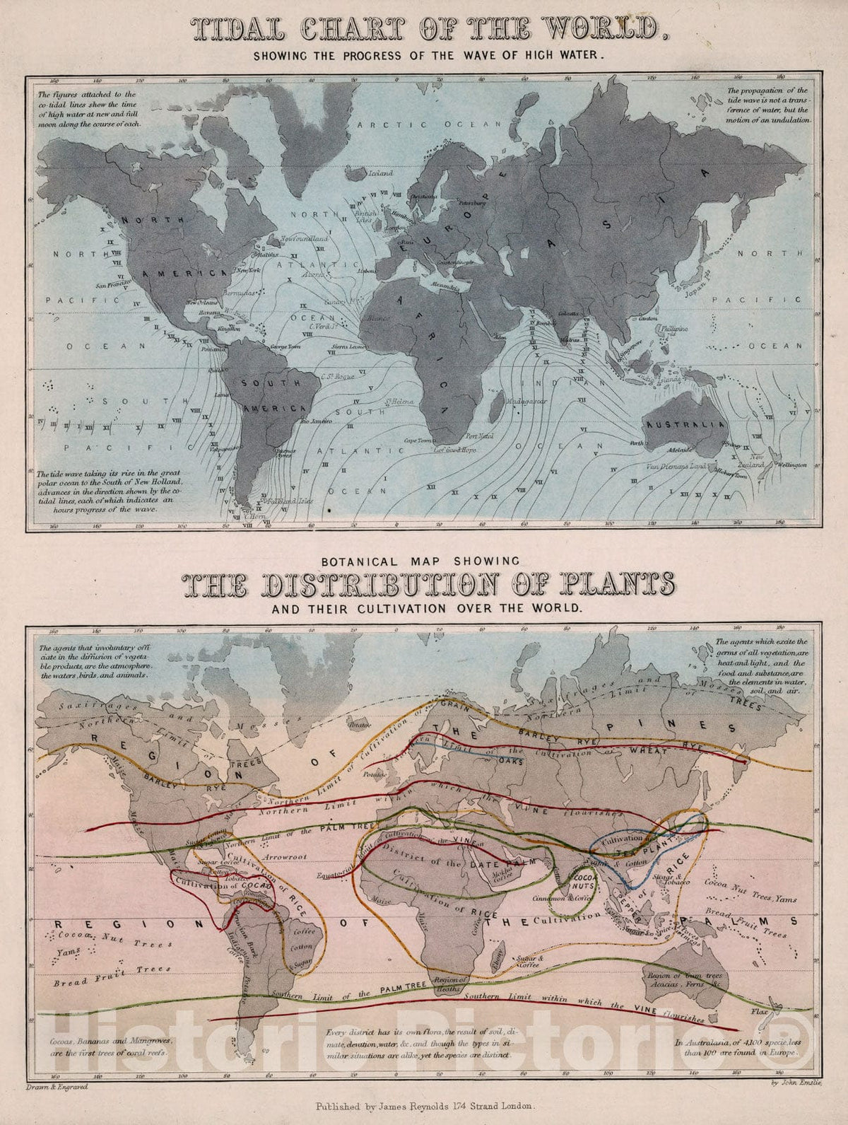 Historic Map : Tidal chart of the world. Botanical map showing the distribution of plants, 1850, Vintage Wall Decor