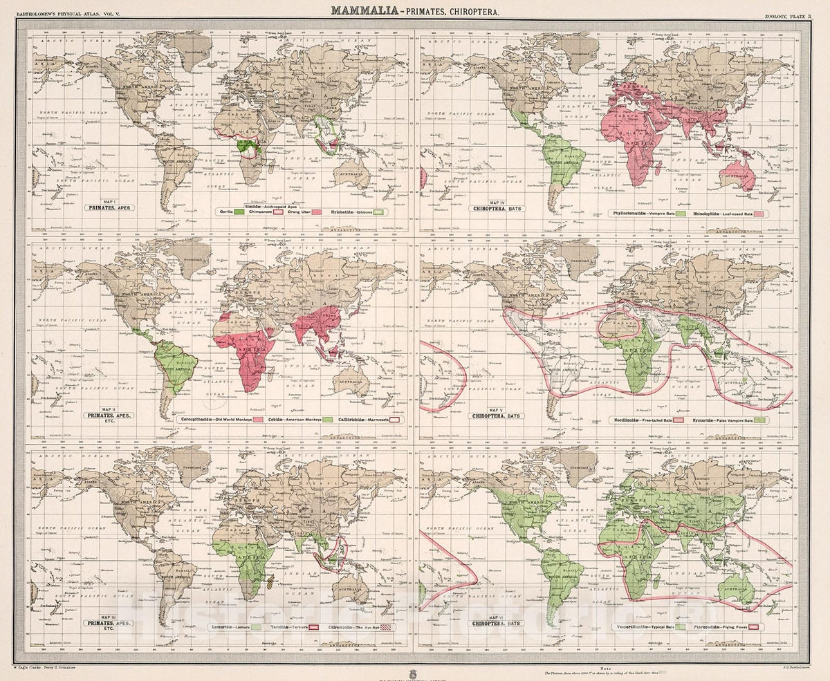 Historic Map : Plate 3. Mammalia - Primates (Apes); Chiroptera (Bats)., 1911, Vintage Wall Decor