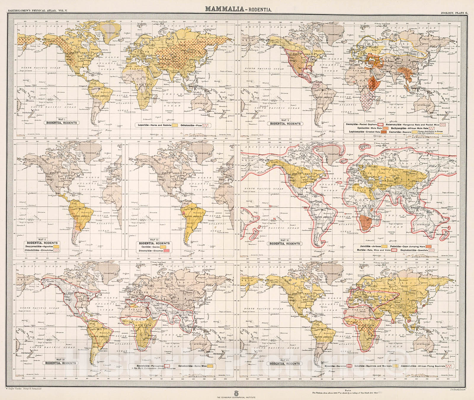 Historic Map : Plate 6. Mammalia - Rodentia (Rodents)., 1911, Vintage Wall Decor