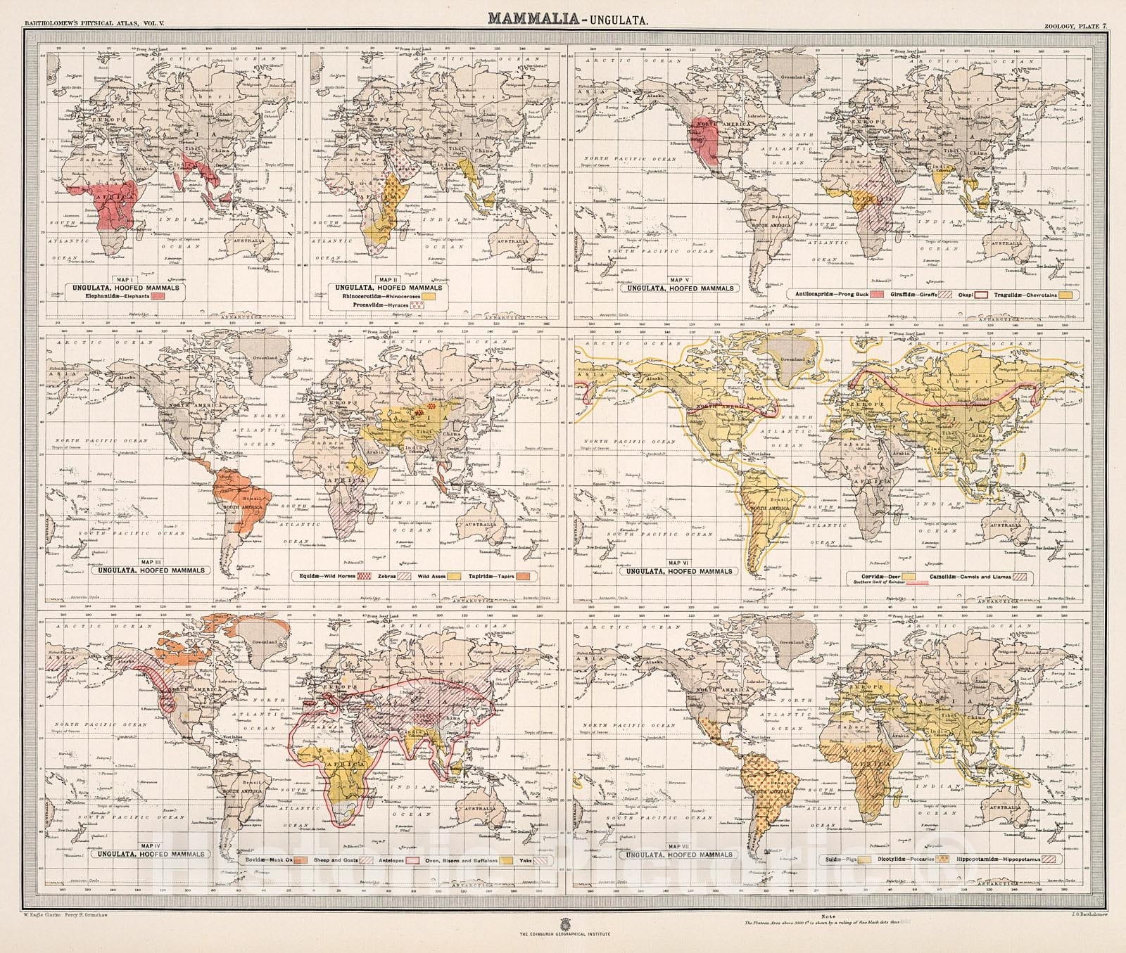 Historic Map : Plate 7. Mammalia - Ungulata (Hoofed Mammals)., 1911, Vintage Wall Decor