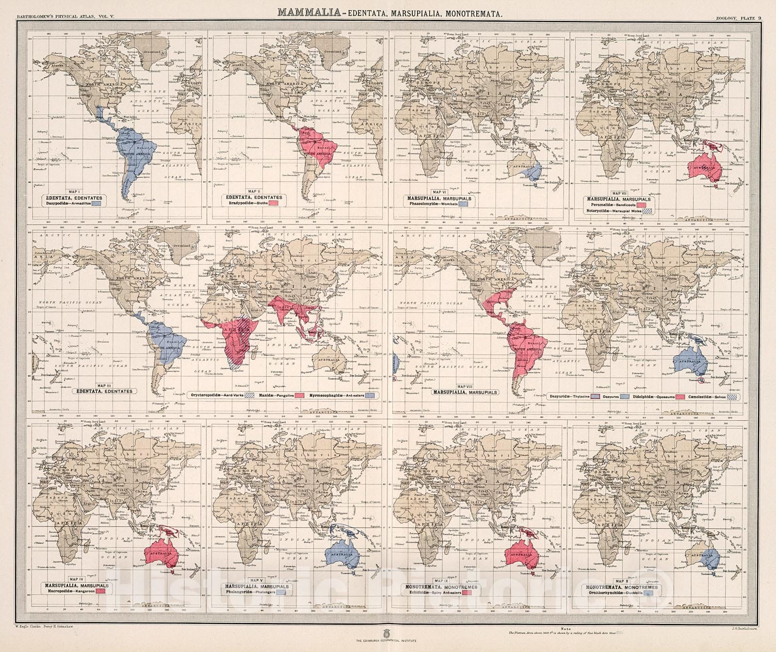 Historic Map : Plate 9. Mammalia - Edentata (Edentades); Marsupialia (Marsupials); Monotremata (Monotremes)., 1911, Vintage Wall Decor