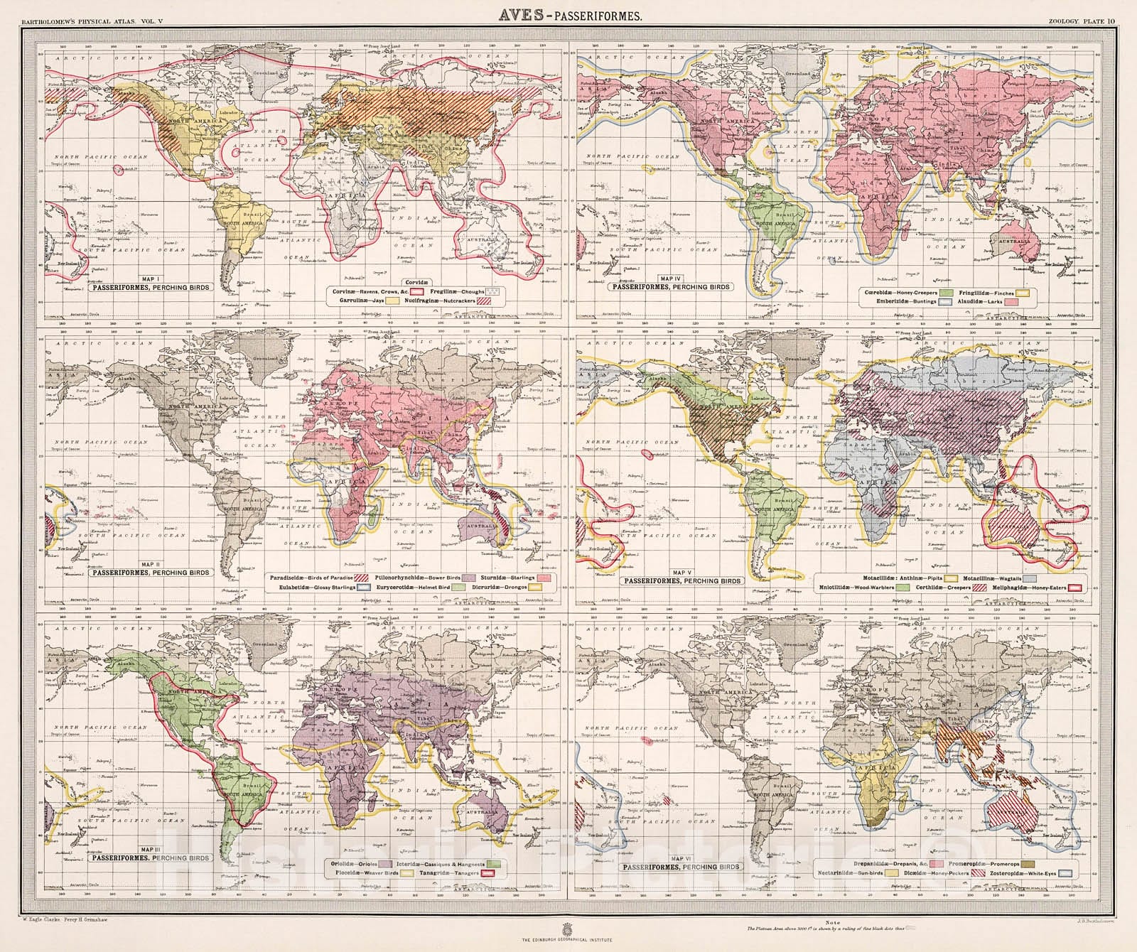 Historic Map : Plate 10. Aves - Passeriformes (Perching Birds)., 1911, Vintage Wall Decor