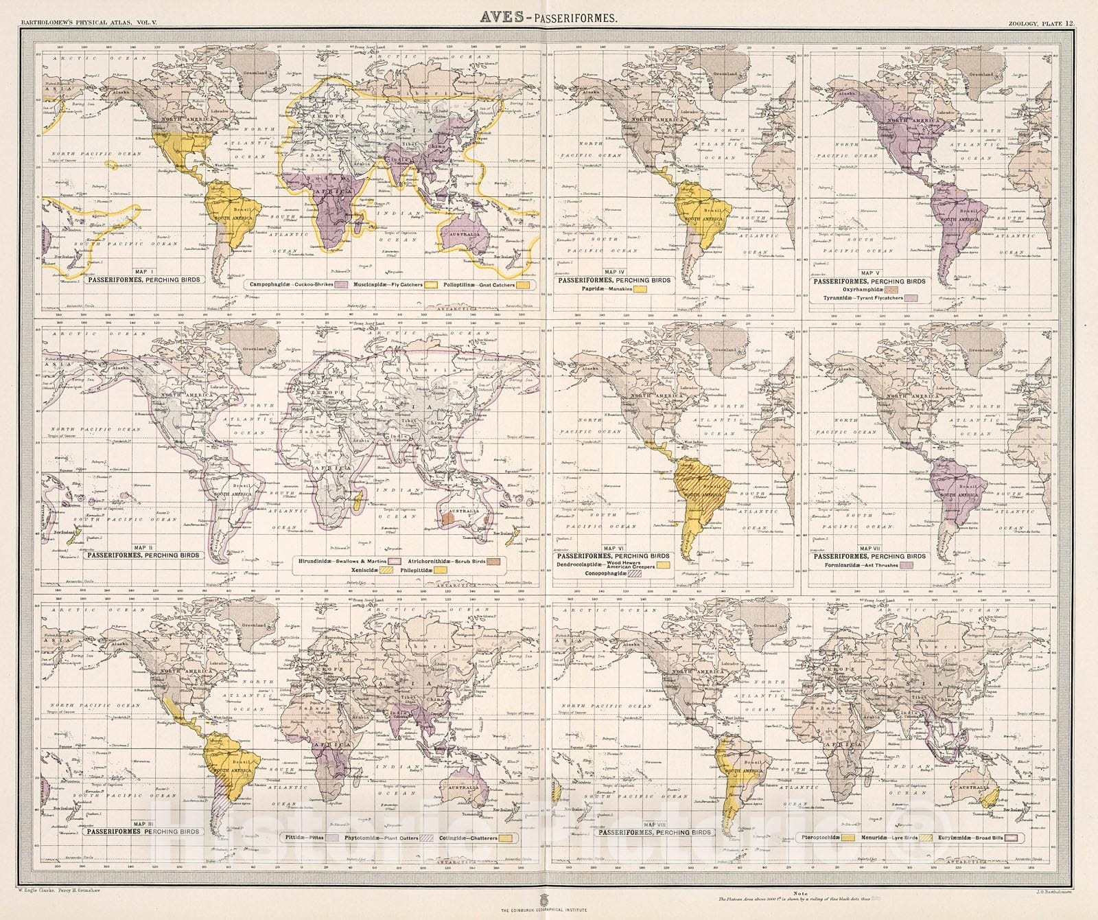 Historic Map : Plate 12. Aves - Passeriformes (Perching Birds)., 1911, Vintage Wall Decor