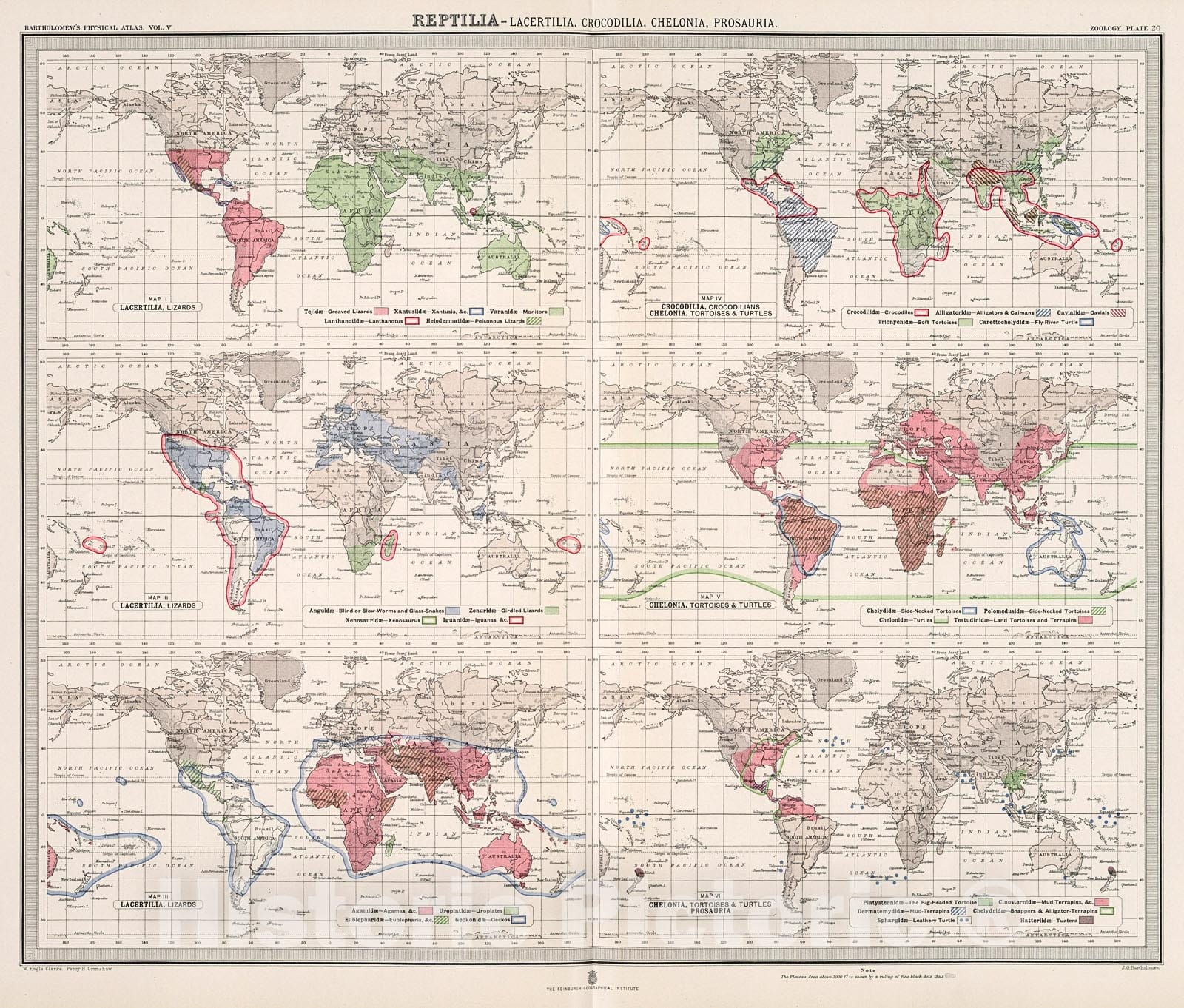 Historic Map : Plate 20. Reptilia - Lacertilia (Lizards); Crocodilia (Crocodiles); Chelonia (Turtles, Tortoises); Prosauria., 1911, Vintage Wall Decor