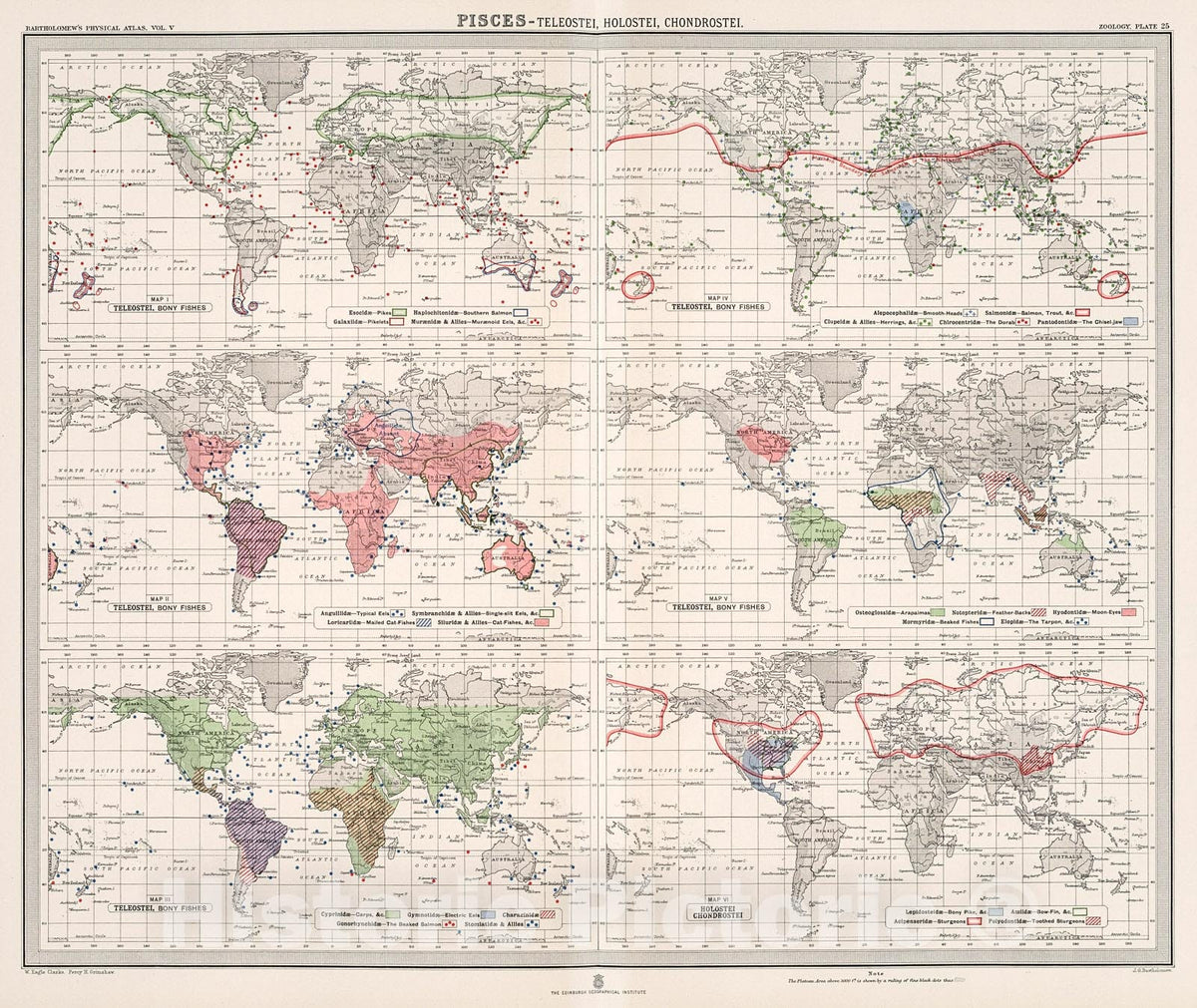 Historic Map : Plate 25. Pisces - Teleostel (Bony Fishes); Holostei; Chondrostei., 1911, Vintage Wall Decor