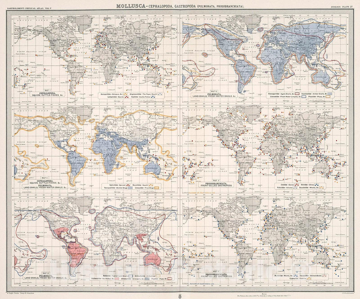 Historic Map : Plate 27. Mollusca - Cephalopoda (Squids, Cuttle-Fishes); Gastropoda: Pulmonata (Snails); Prosobranchiata (Front-Gilled Gastropods)., 1911, Vintage Wall Decor