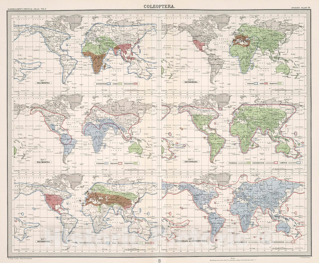 Historic Map : Plate 34. Coleoptera - Polymorpha; Heteromera; Phytophaga; Rhynchophora., 1911, Vintage Wall Decor