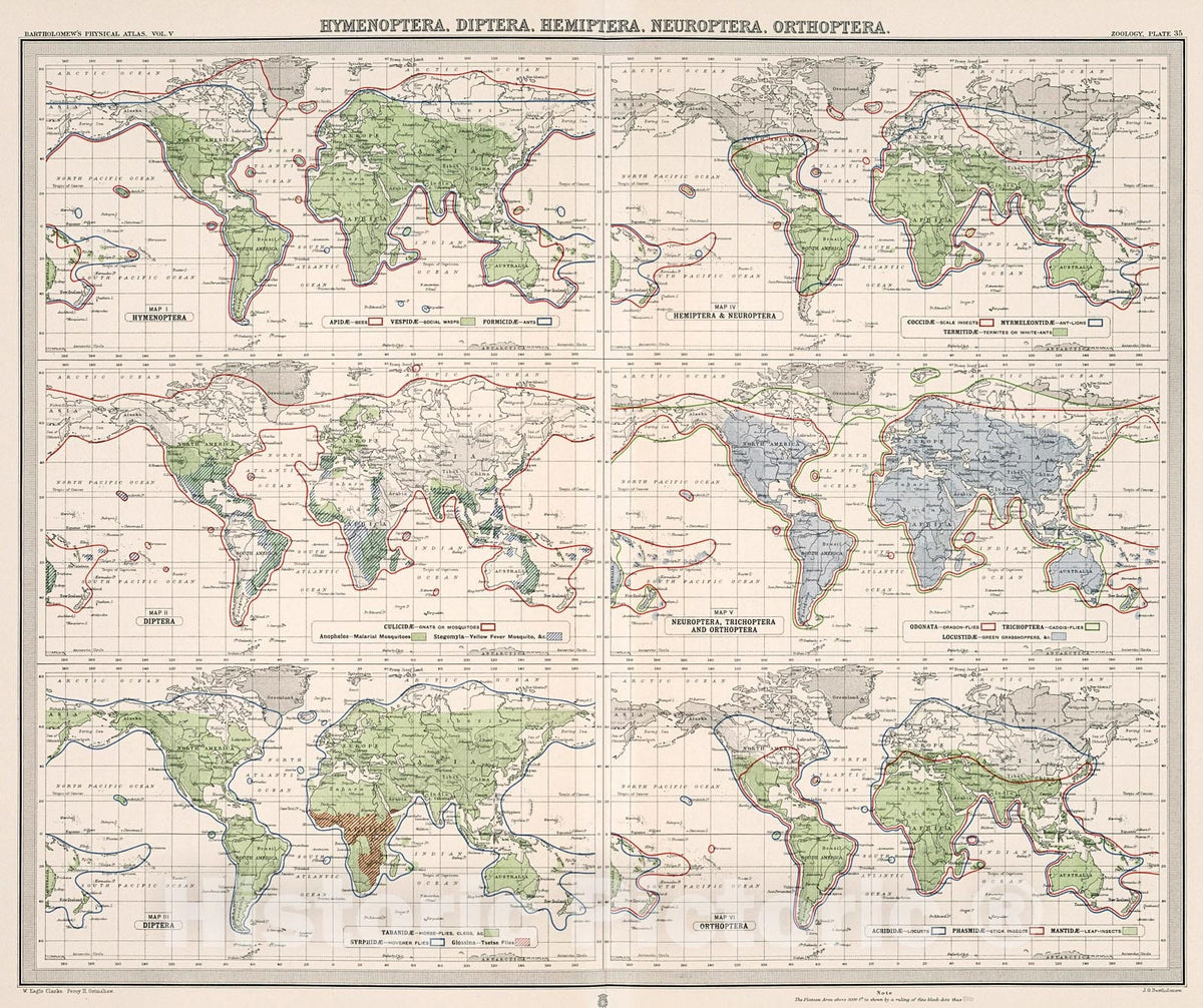Historic Map : Plate 35. Hymenoptera; Diptera; Hemiptera; Neuroptera; Orthoptera., 1911, Vintage Wall Decor