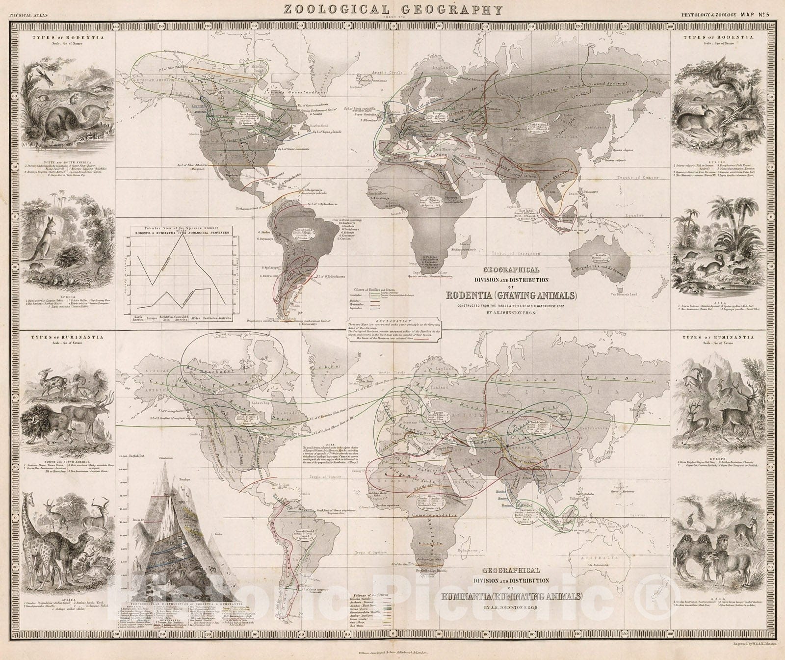 Historic Map : Zoological Geography ... Rodentia (Gnawing Animals) ... Ruminantia (Ruminating Animals)., 1850, Vintage Wall Decor
