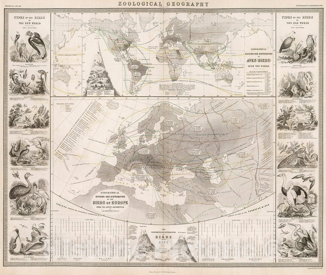 Historic Map : Zoological Geography. Aves (Birds) over the World. Birds of Europe., 1850, Vintage Wall Decor