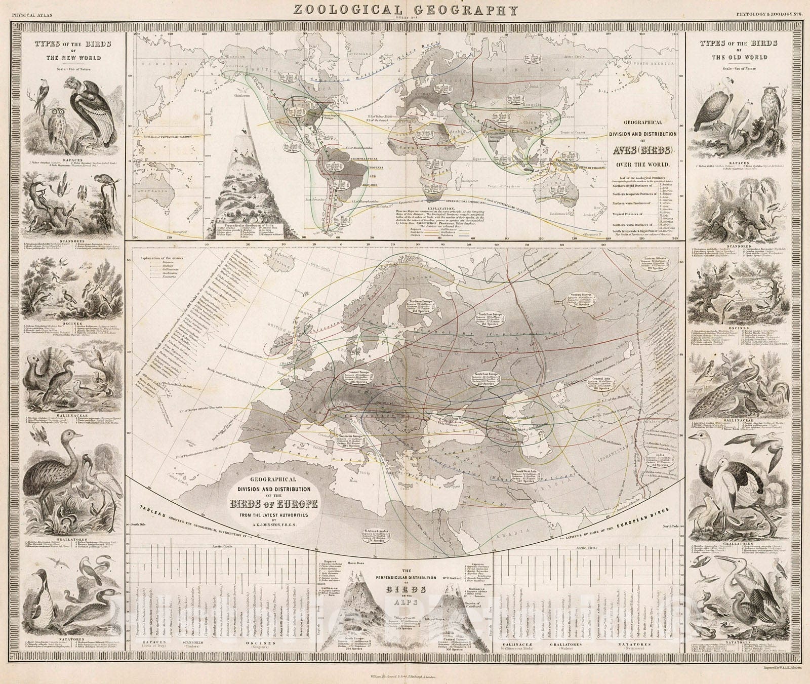 Historic Map : Zoological Geography. Aves (Birds) over the World. Birds of Europe., 1850, Vintage Wall Decor