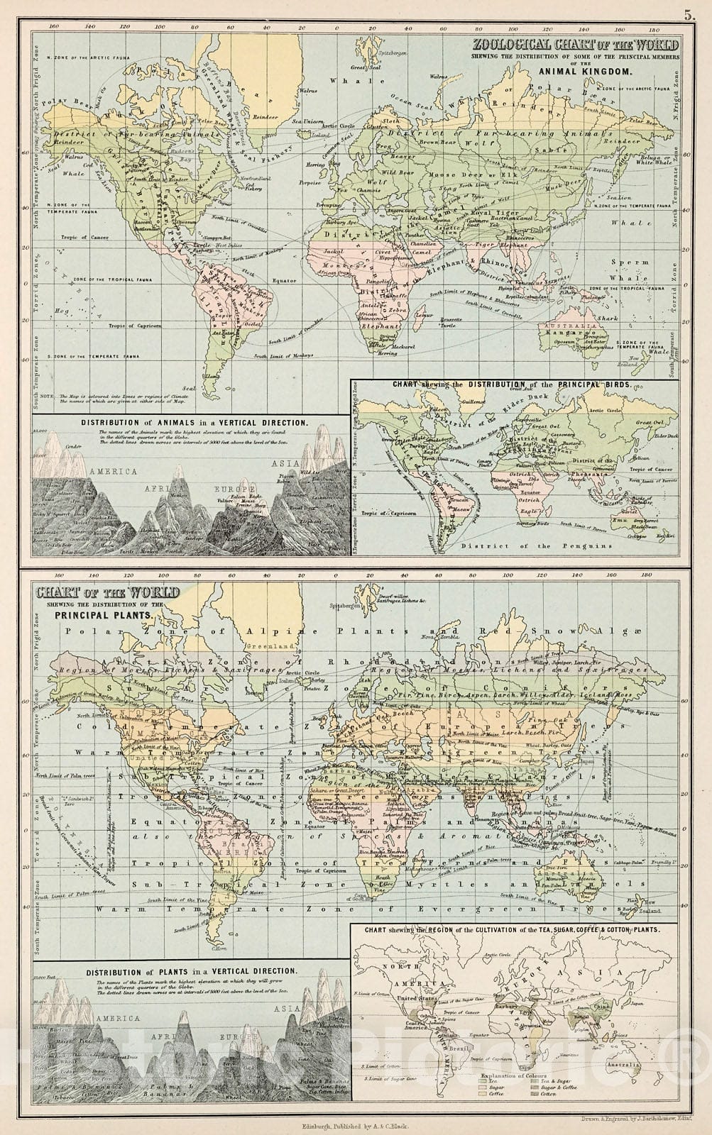 Historic Map : World Zoology - Animal Kingdom, Birds. World Plants - including Tea, Sugar, Coffee & Cotton., 1884, Vintage Wall Decor