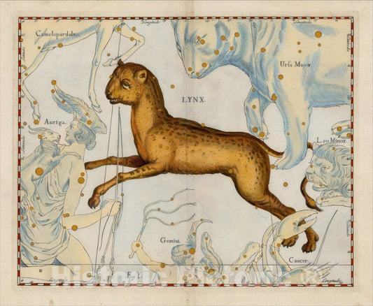 Historic Map : Lynx, 1687, Johannes Hevelius, Vintage Wall Art