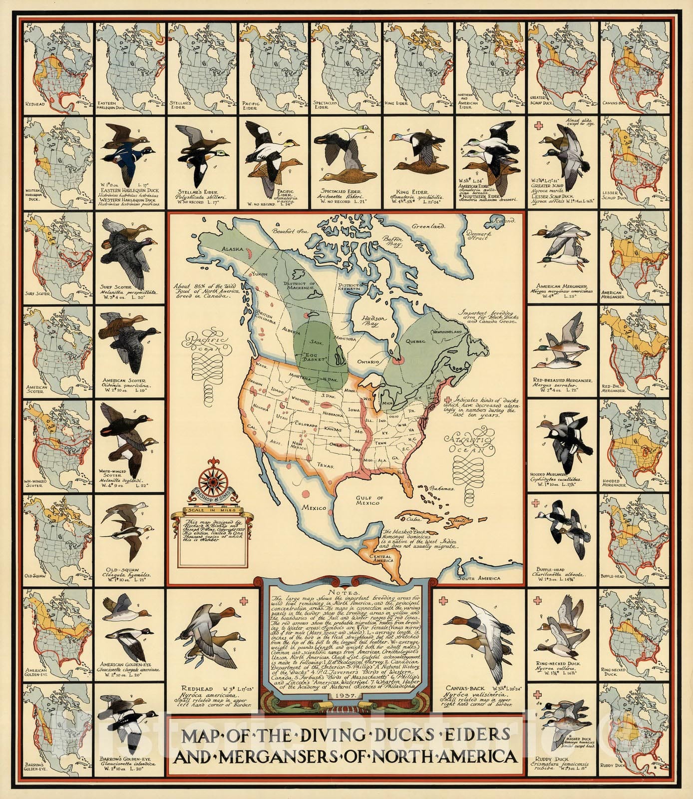 North America - Pictorial Map, 1937 - Diving Ducks & Mergansers Historical Map Print