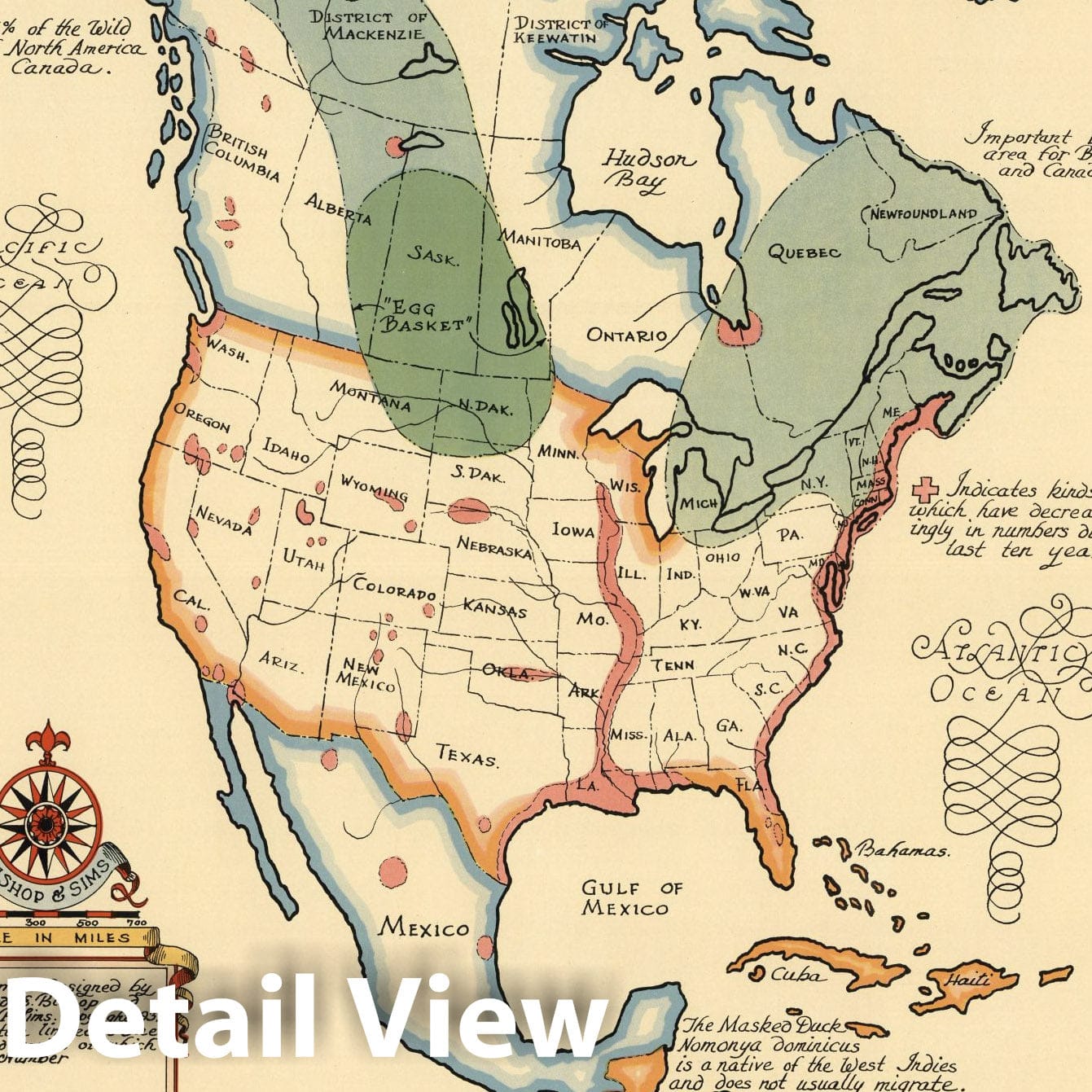 North America - Pictorial Map, 1937 - Diving Ducks & Mergansers Historical Map Print