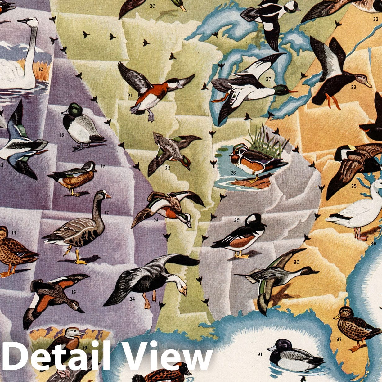 North America - Pictorial Map, 1946 - Migratory Waterfowl and Flyways