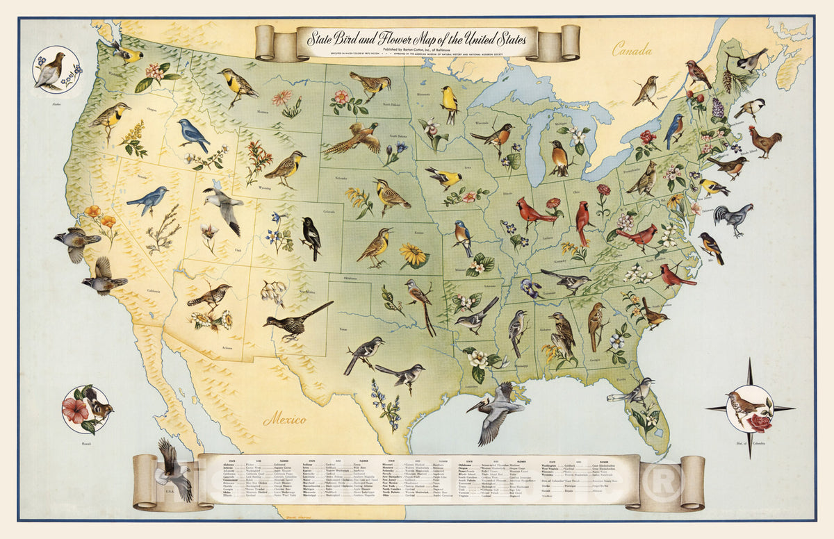 Historic Map - State Bird and Flower Map of the United States, 1965 - Vintage Wall Art
