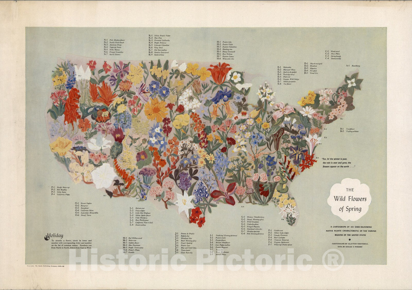Wild Flowers of Spring - United States - Pictorial Map, 1955