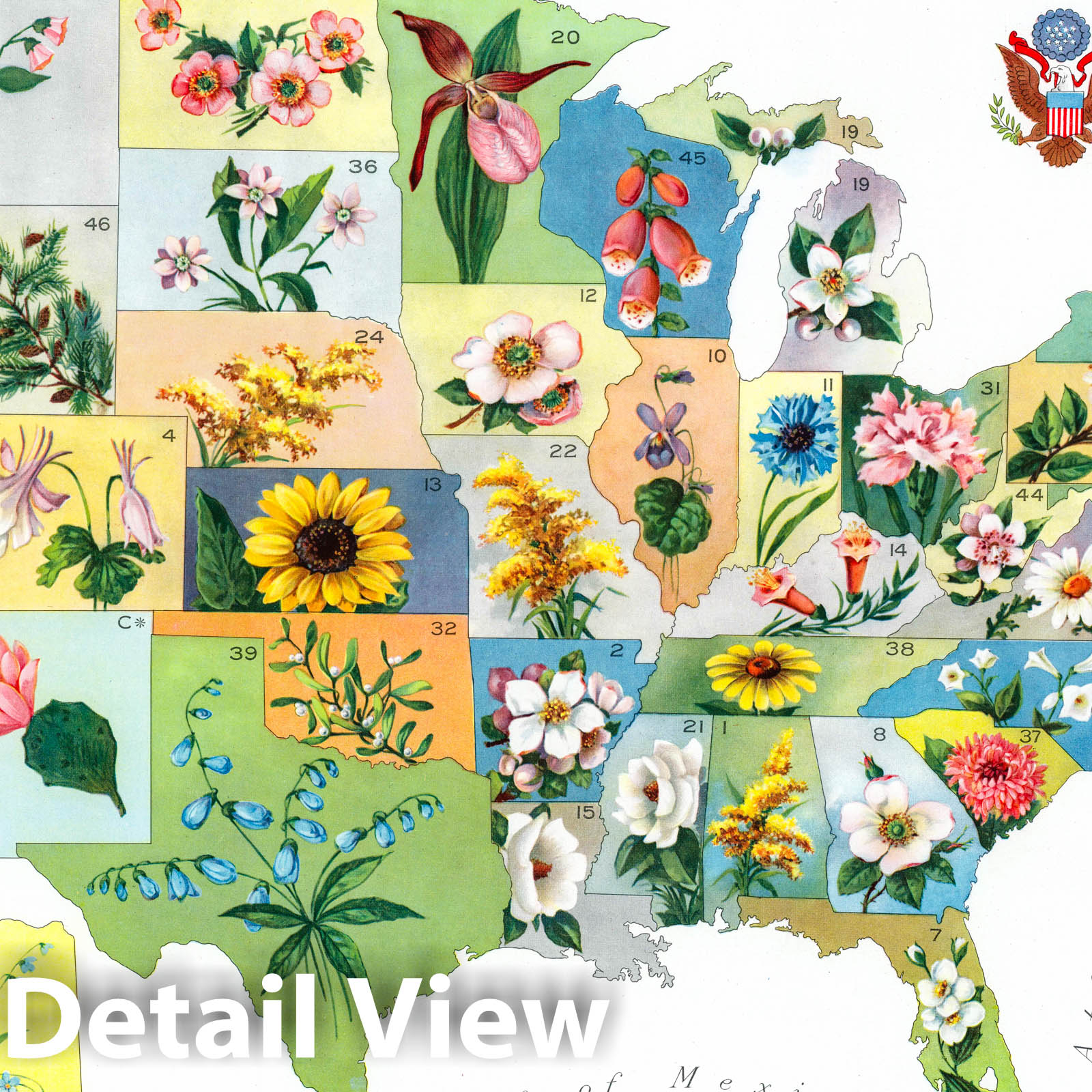United States - Pictorial Map, 1911 - State Flowers Historical Print