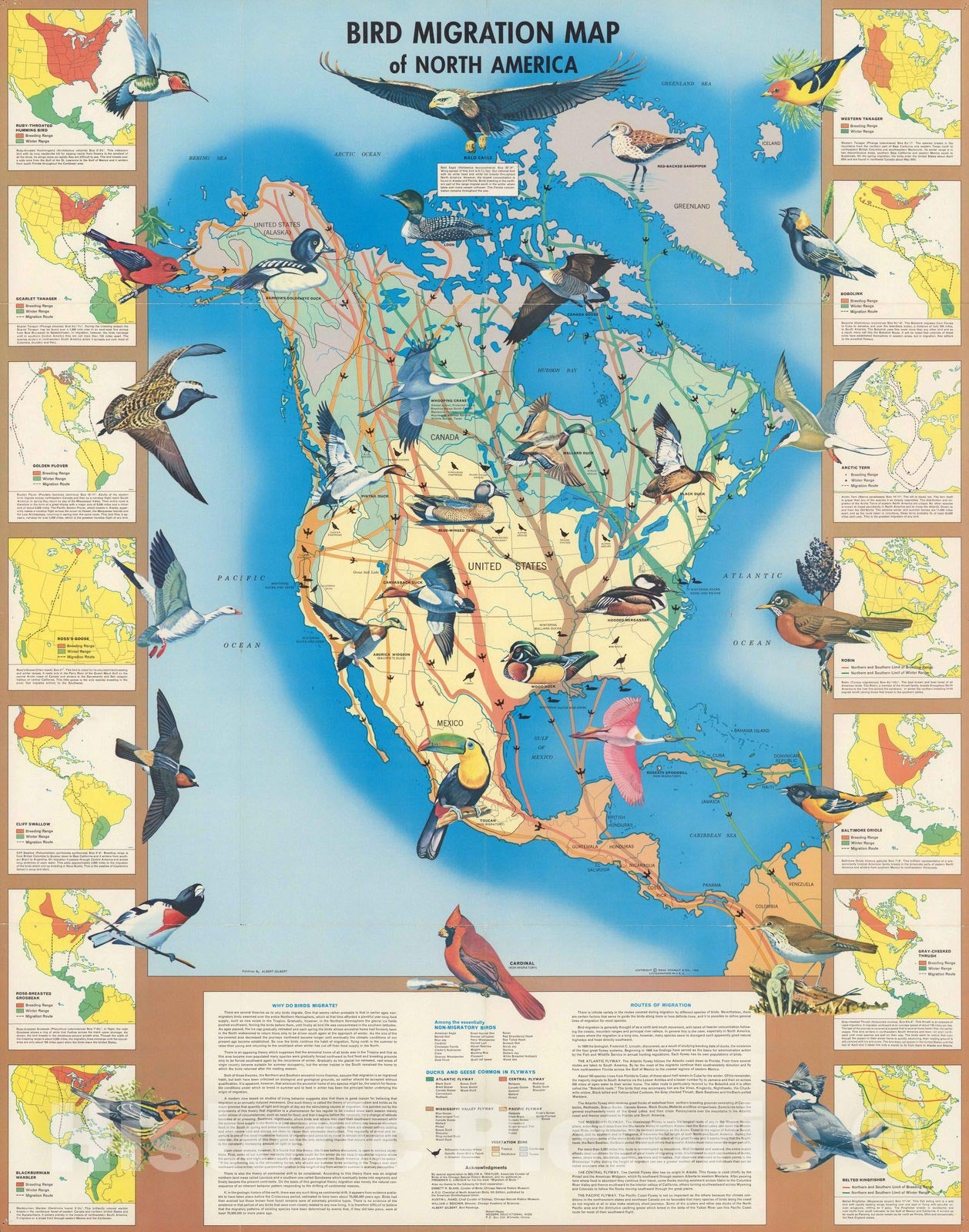 North America - Pictorial Map, 1960 - Bird Migration Historical Map Print