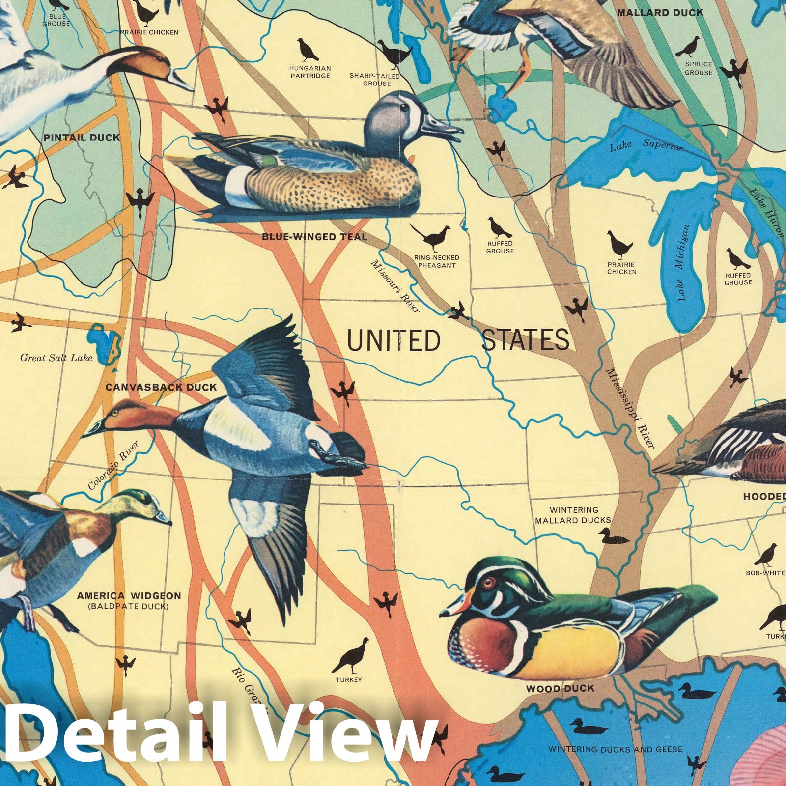 North America - Pictorial Map, 1960 - Bird Migration Historical Map Print