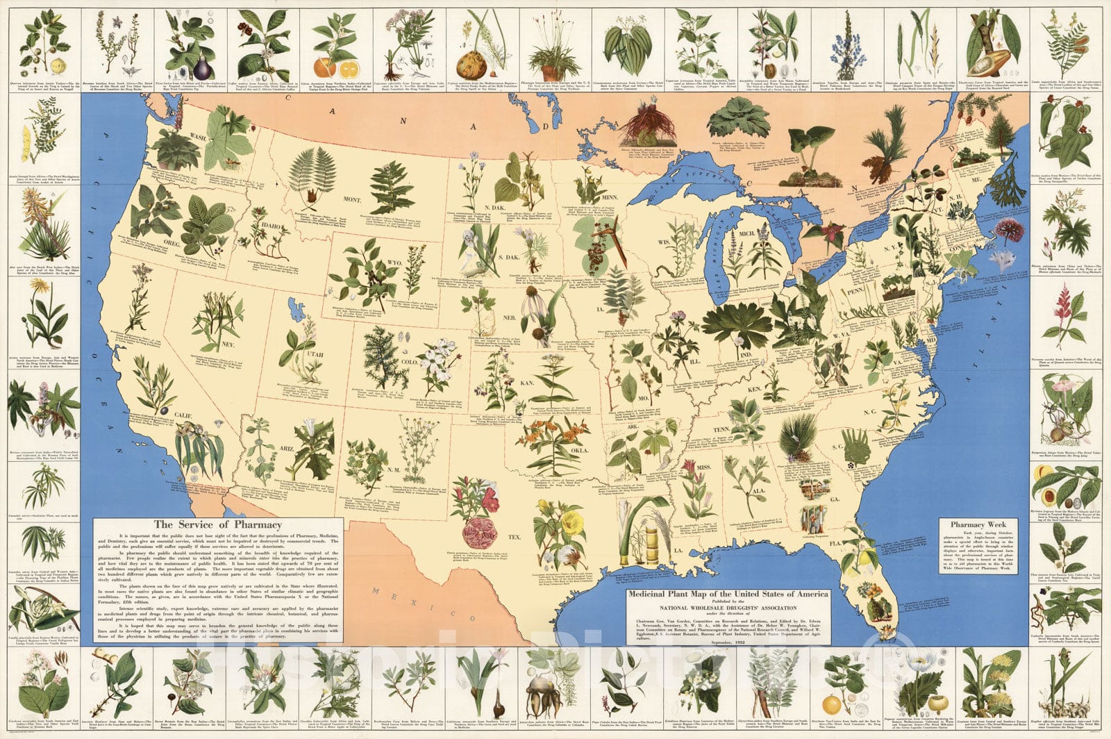 Historic Map - Medicinal plant map of the United States of America, 1932 - Vintage Wall Art