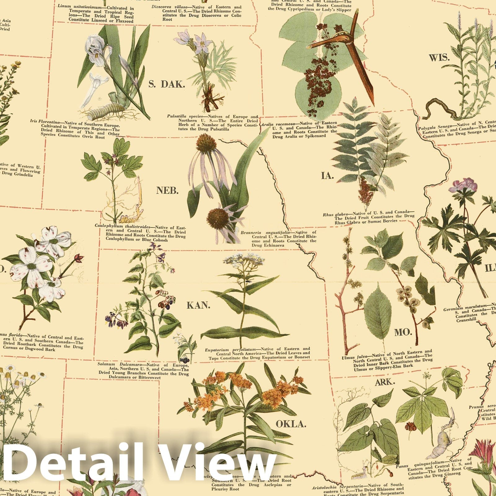 United States - Pictorial Map, 1932 - Medicinal Plants Historical Map Print