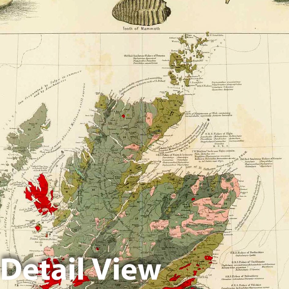 British Isles Geological and Paleontological Map, 1854 - Historical Map Print