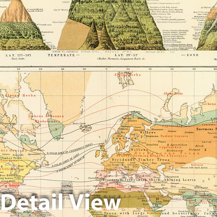 World - Vegetation Distribution Map, 1854 - Historical Atlas Print