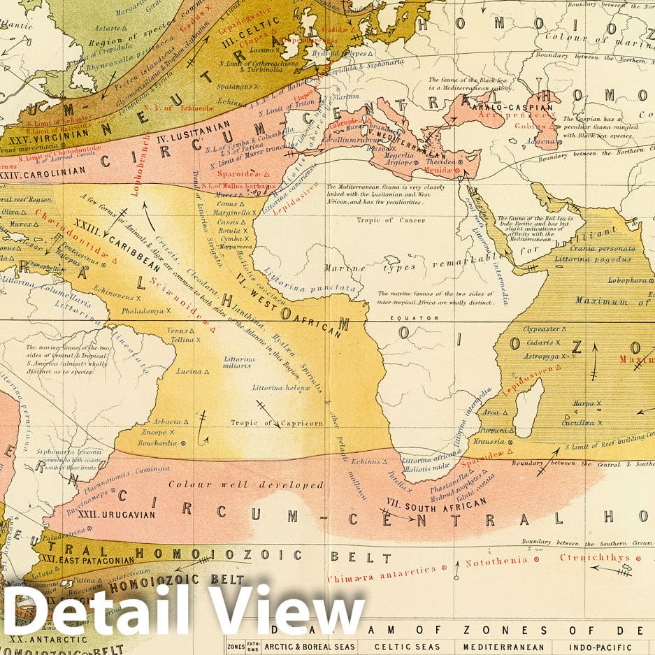 Marine Life Distribution - World, 1854 - Historical Map Print