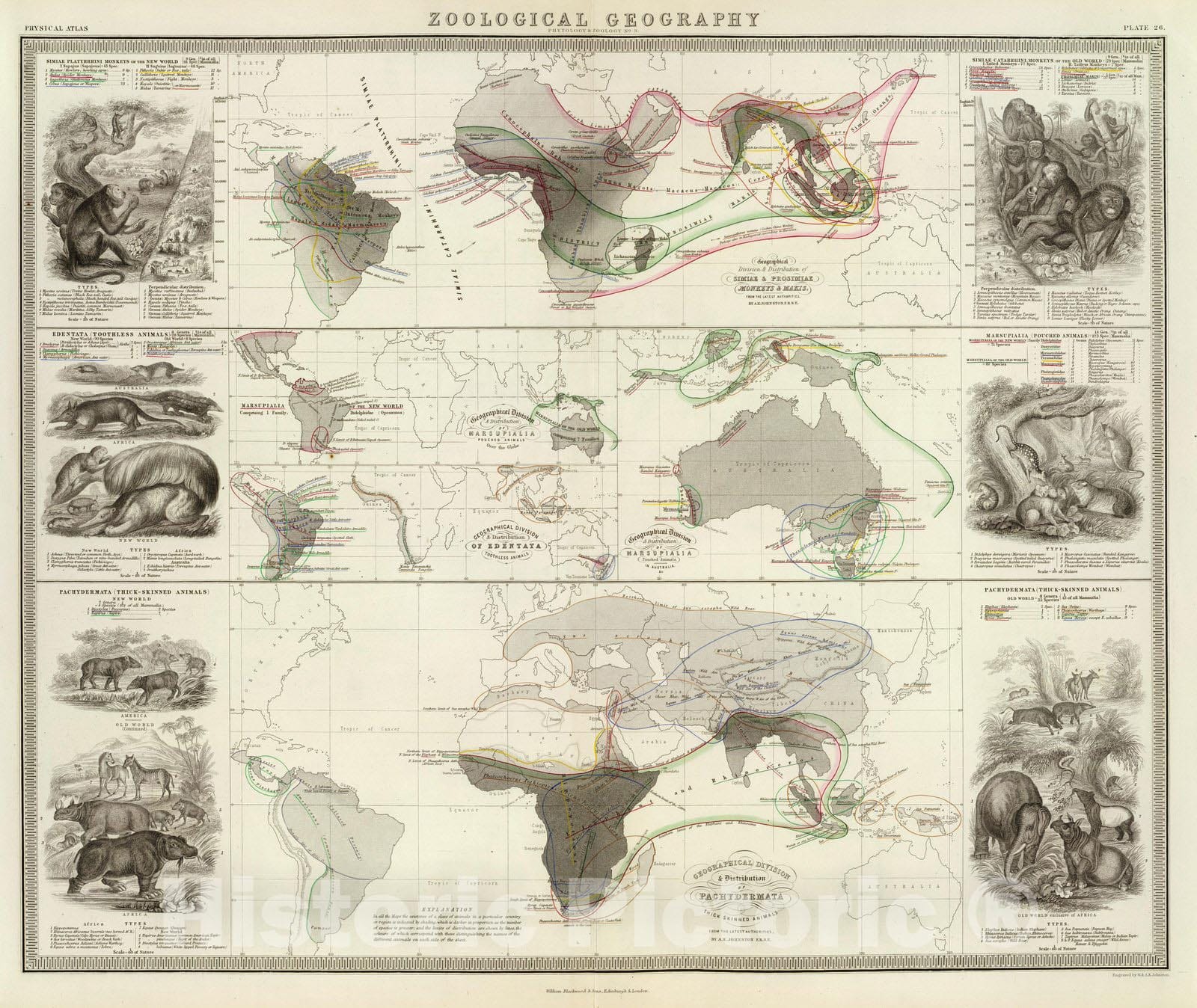 Historic Map : Physical Atlas Map, Zoological geography. 1856 - Vintage Wall Art