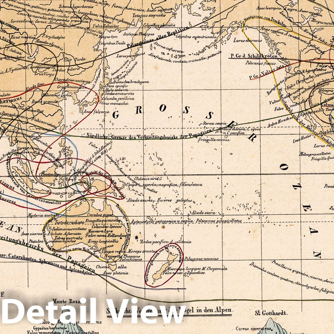 Distribution of Principal Birds and Reptiles - Plate No. 33, 1851 - Historical Map Print