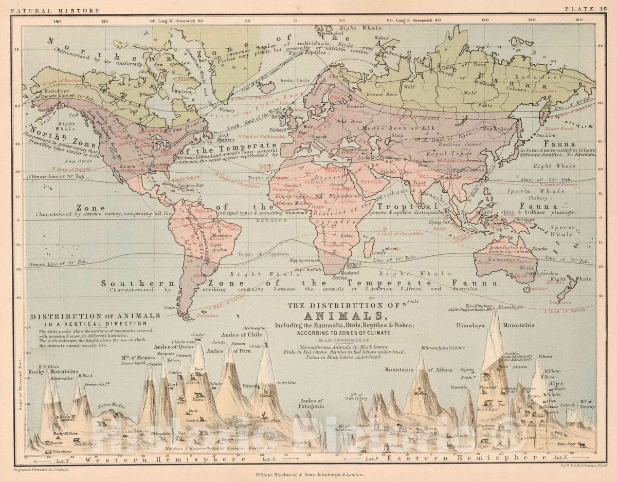 Historic Map : 1852 Distribution of Animals Including the Mammalia, Birds, Reptiles & Fishes. - Vintage Wall Art