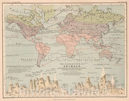 Historic Map : 1852 Distribution of Animals Including the Mammalia, Birds, Reptiles & Fishes. - Vintage Wall Art