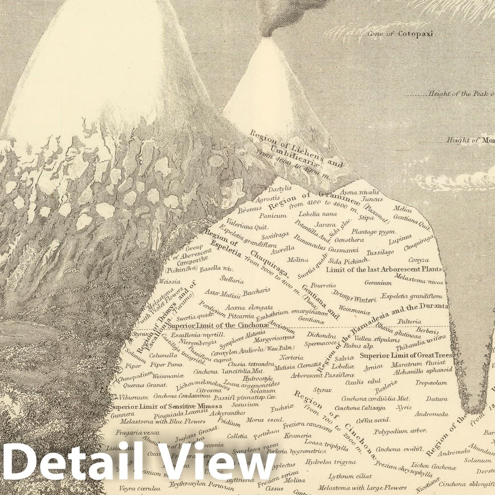 Equinoctial America - Vegetation Distribution Map, 1854 - Historical Map Print