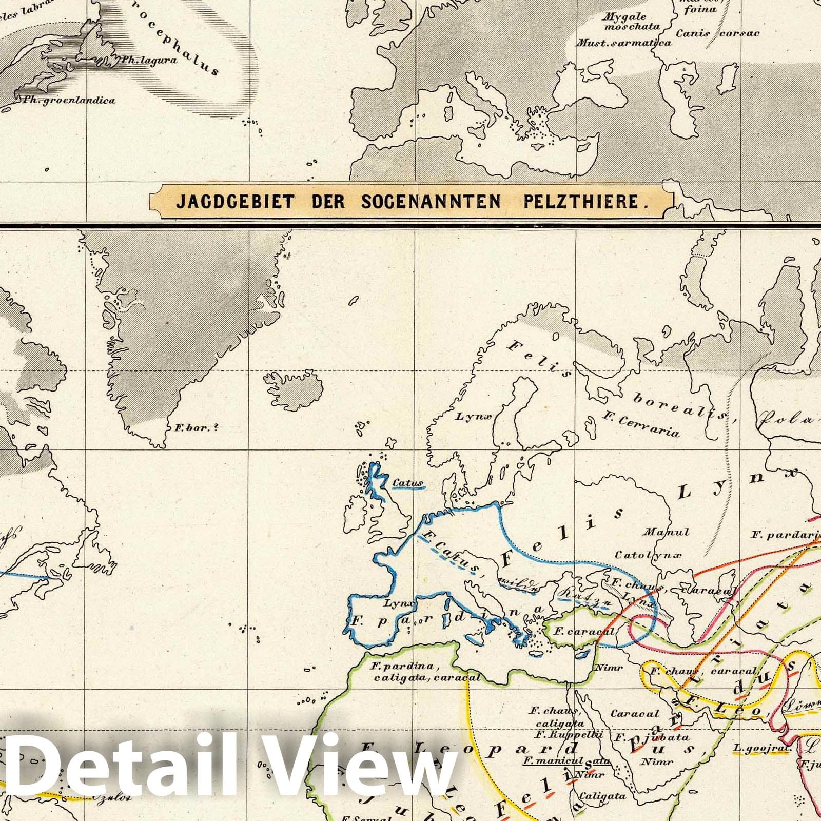 Distribution of Felines and Hyenas - Physical Map, 1845 - Historical Atlas Print