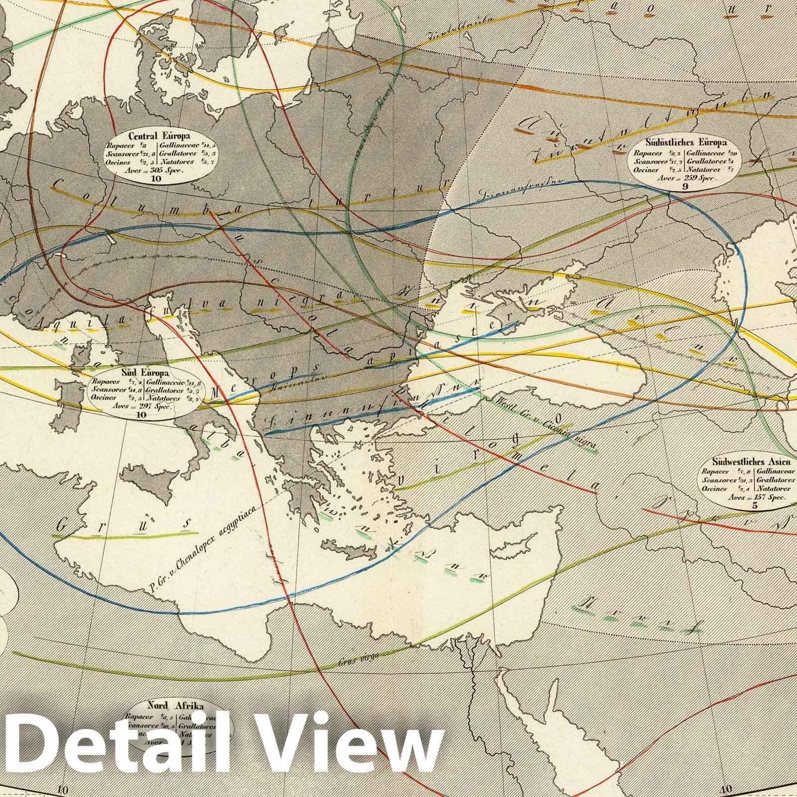 Distribution of European Birds - Physical Map, 1845 - Historical Atlas Print