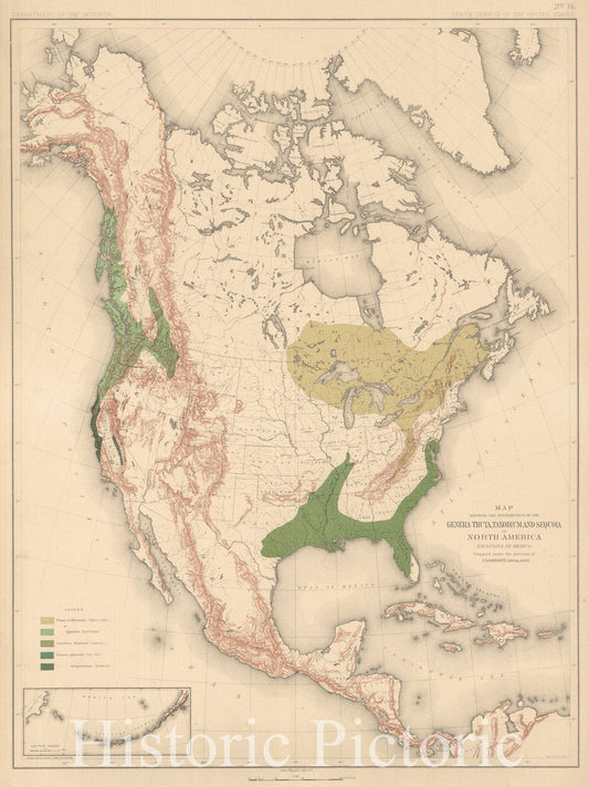Distribution of Thuya, Taxodium and Sequoia in North America, 1884 - Historical Map Print