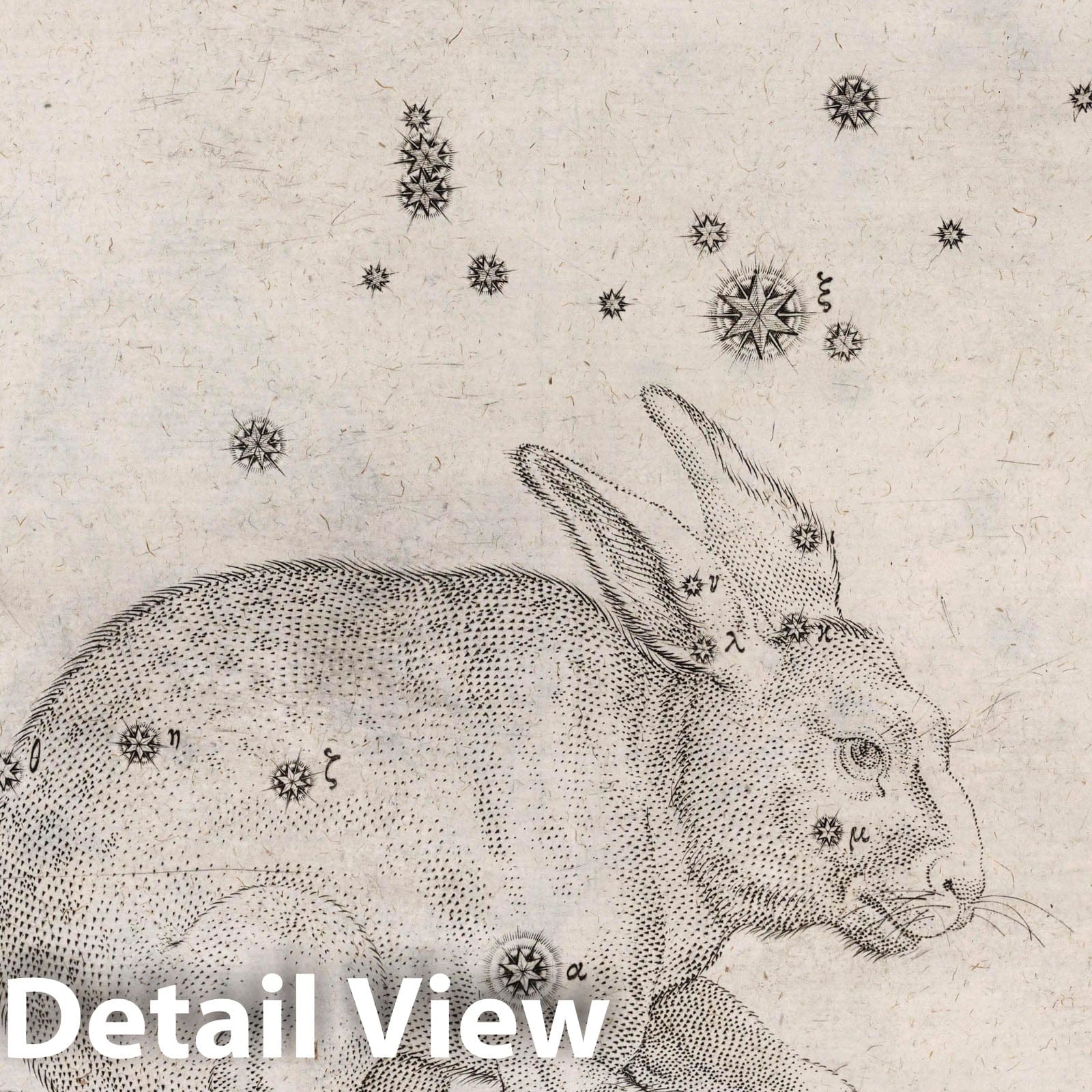 Lepus, the Rabbit - Celestial Map, 1655 - Historical Star Chart Print
