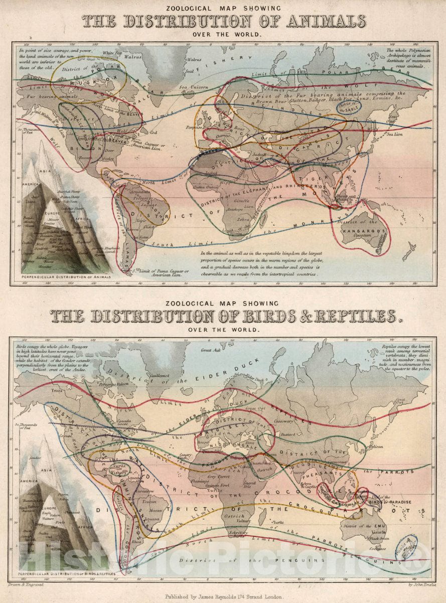 Historic Map : Zoological map Showing The Distribution of Animals Over The World, 1851 - Vintage Wall Art