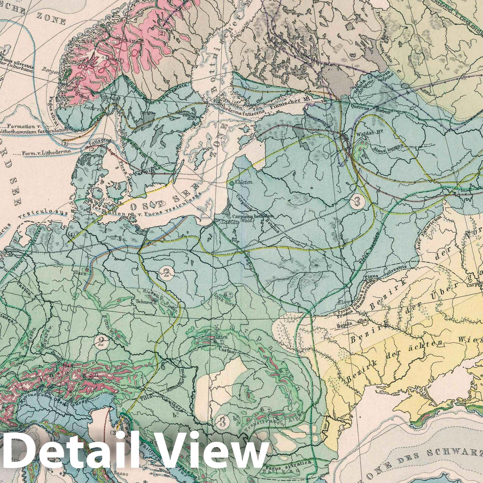 Europe - Flora Distribution Map, 1886 - Berghaus Physikalischer Atlas