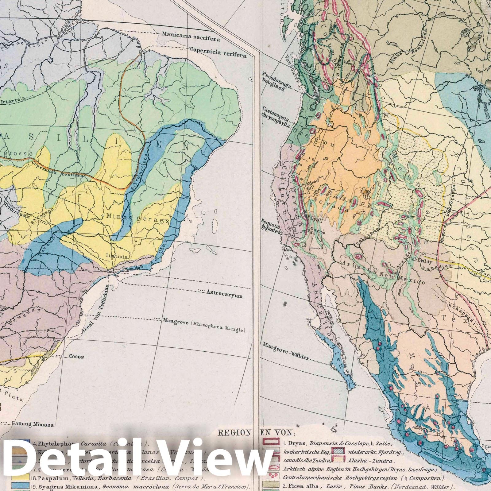 Flora Map of Americas - Geologic Map, 1887 - Historical Botanical Print