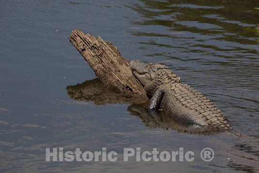 Daphne, AL Photo - Gator Alley at The D'Olive Boardwalk Park in Daphne, Alabama, is Filled with Alligators Sunbathing in The Spring Warmth