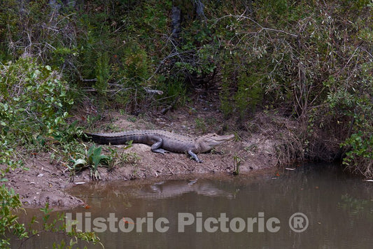 Photo - Gator Alley at The D'Olive Boardwalk Park in Daphne, Alabama, is Filled with Alligators Sunbathing in The Spring Warmth- Fine Art Photo Reporduction