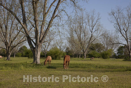 Alabama Photo - Rural Alabama in The Spring