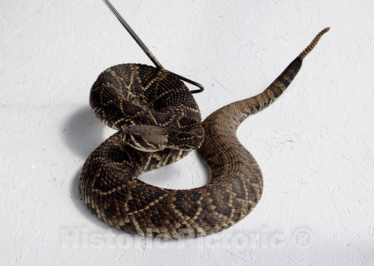 OPP, AL Photo - Rattlesnake Rodeo in OPP, Alabama