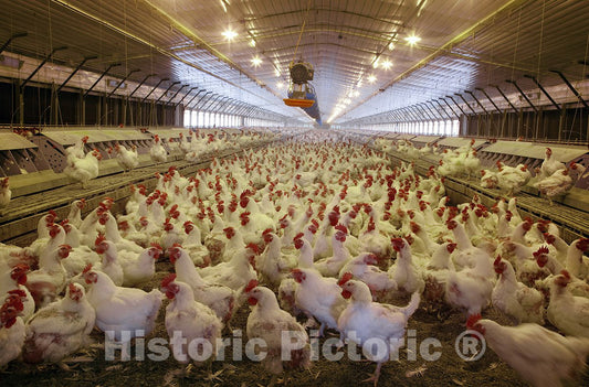 Monroe County, AL Photo - Thousands of Chickens Live in This Large Place Where Their Main Function is to Lay Eggs. Located in Monroe County, Alabama-