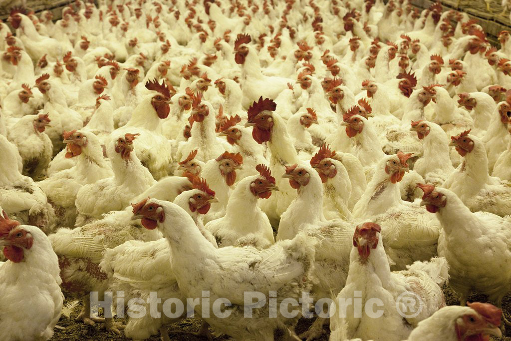 Monroe County, AL Photo - Thousands of chickens live in this large place where their main function is to lay eggs. Located in Monroe County, Alabama